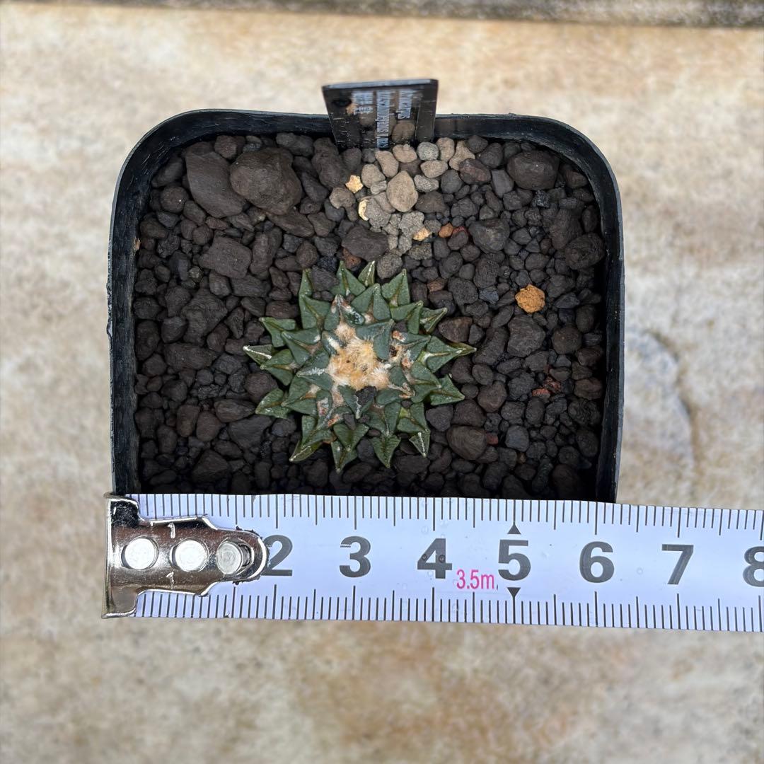 アリオカルプス　姫牡丹　実生　約2号鉢　No.001　鉢、送料込